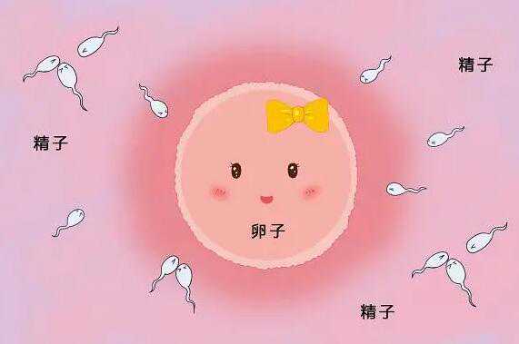 杭州哪有供卵医院,试管婴儿长大后的弊端有哪些？-上海供卵试管双胞胎-医院挂